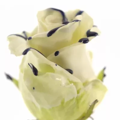 ROSA CHOCOLAT BLUE STRIP WHITE