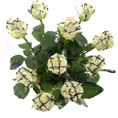 ROSA CHOCOLAT BLUE STRIP WHITE