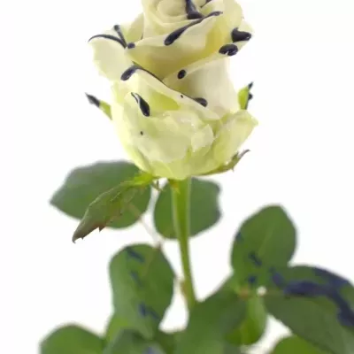 ROSA CHOCOLAT BLUE STRIP WHITE