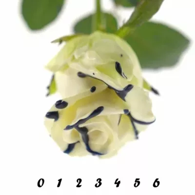 ROSA CHOCOLAT BLUE STRIP WHITE