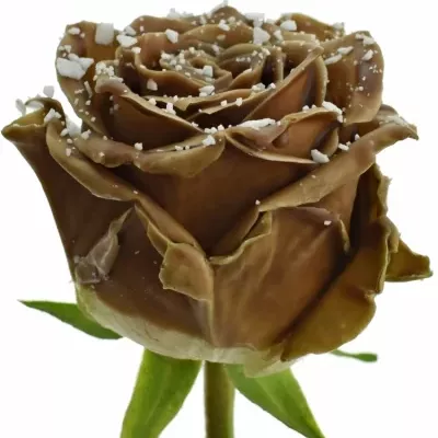 Čokoládová růže BONBON CHOCOLAT SPRINKLE 70cm