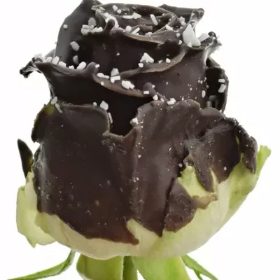 Čokoládová růže BONBON DARK CHOCOLAT SPRINKLE 70cm