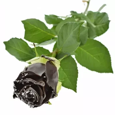 ROSA CHOCOLAT BONBON DARK CHOCOLAT SPRINKLE 70cm