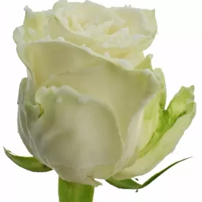 Čokoládová růže BONBON WHITE CHOCOLAT SPRINKLE 70cm