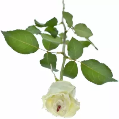 ROSA CHOCOLAT DREAM WHITE LOVE 60cm (R 317)