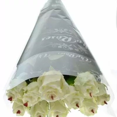 ROSA CHOCOLAT DREAM WHITE LOVE 60cm (R 317)