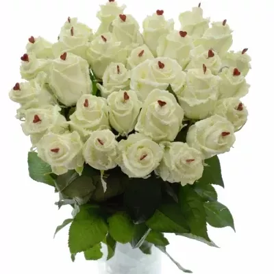 ROSA CHOCOLAT DREAM WHITE LOVE 60cm (R 317)