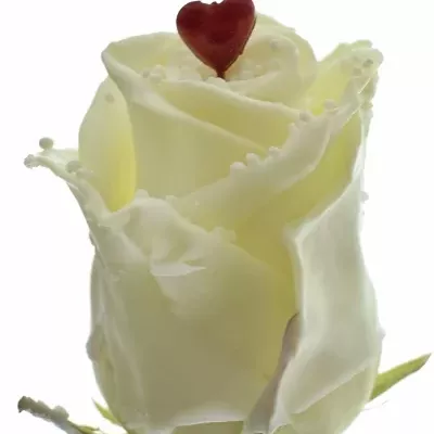 Čokoládová růže CHOCOLAT DREAM WHITE LOVE 60cm (XL)