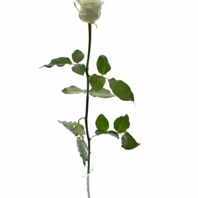 ROSA CHOCOLAT DREAM WHITE LOVE 60cm (R 317)