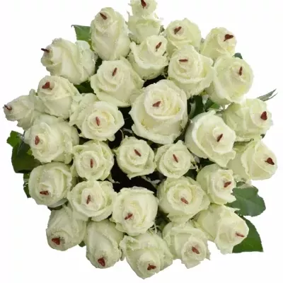 ROSA CHOCOLAT DREAM WHITE LOVE 60cm (R 317)