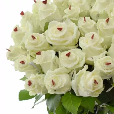 ROSA CHOCOLAT DREAM WHITE LOVE 60cm (R 317)