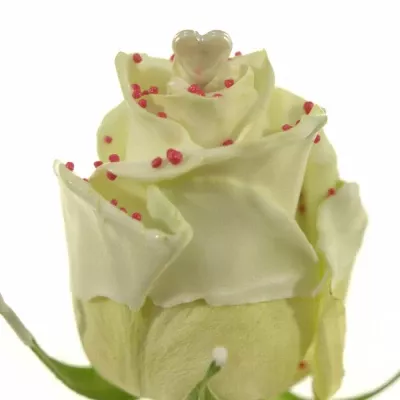 Čokoládová růže CHOCOLAT RED PEARL WHITE LOVE 70cm (R 316)  (L)