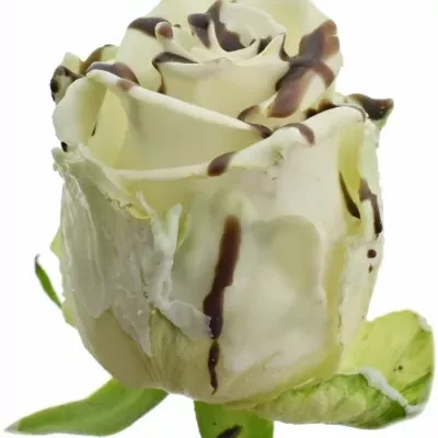 Čokoládová růže  CHOCOLAT STRIP WHITE 70cm (L)