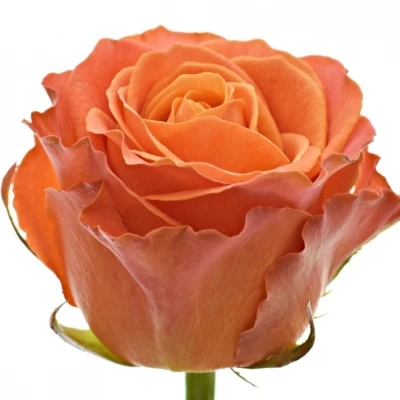 Oranžová růže CLARENCE+ 90cm (XXL)