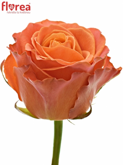Oranžová metrová růže CLARENCE+ SUPRA 100cm (XXL)