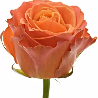 Oranžová růže CLARENCE+ 90cm (XXL)