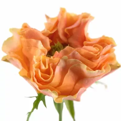 Růže COPPERF SUMMERH 60cm (L)