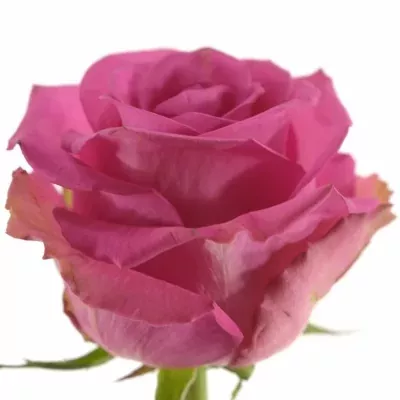 Růžová růže COTTON CANDY 70cm (XL)