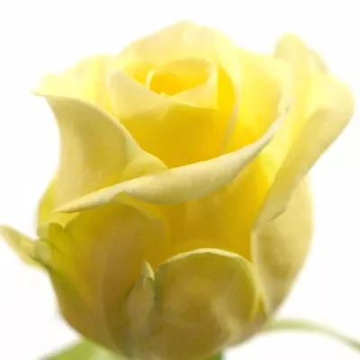 Krémová růže CRÉMÉ DE LA CRÉME 60cm