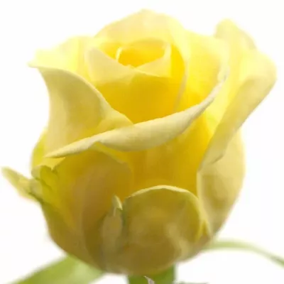 ROSA citom