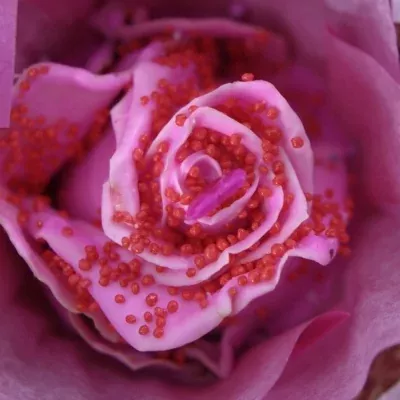 Růžová růže CUPCAKE CHOCOLAT RED PEARL PINK LOVE