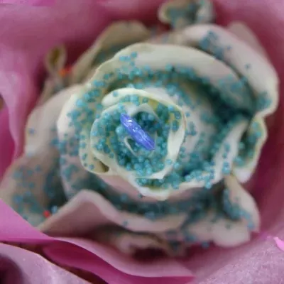Modrá růže CUPCAKE CHOCOLATE BLUE PEARL