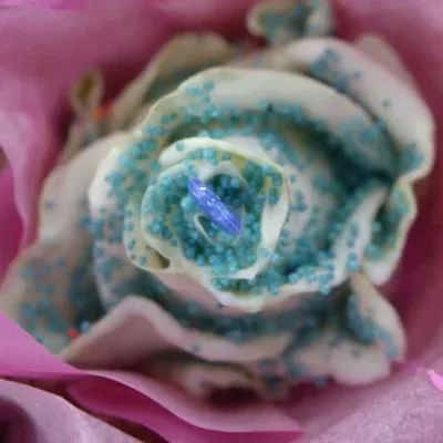 ROSA CUPCAKE CHOCOLATE BLUE PEARL