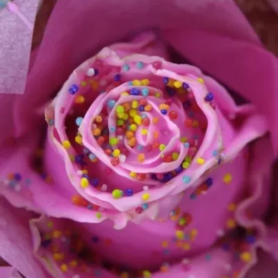 ROSA CUPCAKE CHOCOLATE DISCO PINK