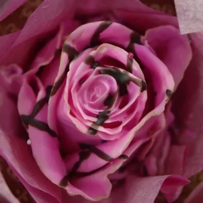 Růžová růže CUPCAKE CHOCOLATE STRIP PINK