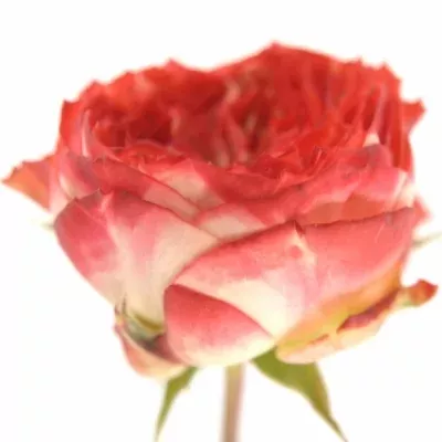 Červená růže trsová DARK LATIN POMPON FREELANDER 35 cm / 3+