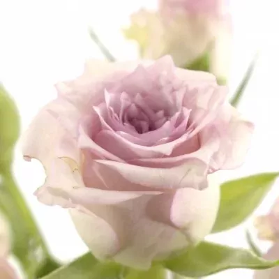 Růžová růže DIAMOND RAIN 60cm/3+  (S)