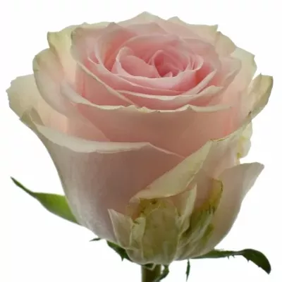 Růžová růže DUCHESSE 60cm (L)
