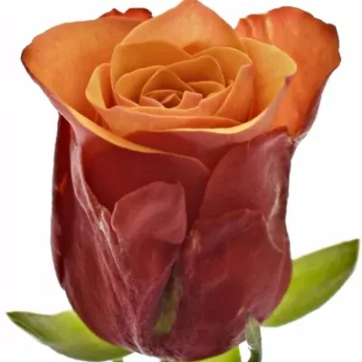 Oranžová růže ESPANA@ 60cm (M)