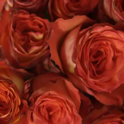 Oranžová růže HIGH & MAGIC ORANGE 90cm