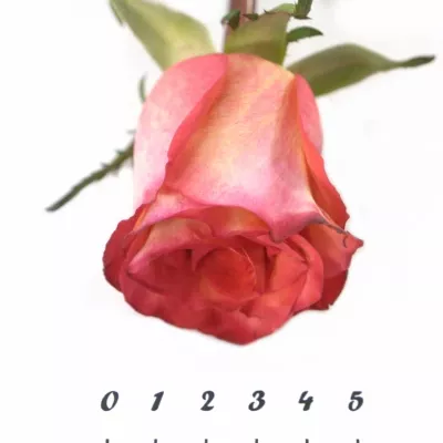 Oranžová růže HIGH & MAGIC ORANGE 90cm