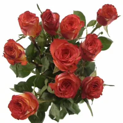 Oranžová růže HIGH & MAGIC ORANGE 90cm