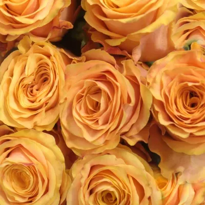 Oranžová růže OLYMPUS 70cm