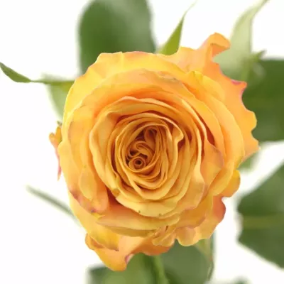 Oranžová růže OLYMPUS 70cm