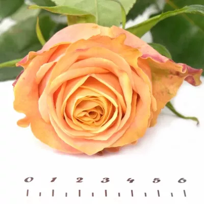 Oranžová růže OLYMPUS 70cm