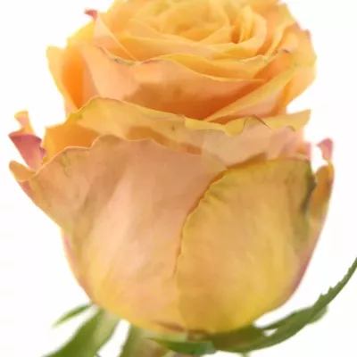 Oranžová růže OLYMPUS 80cm (L)