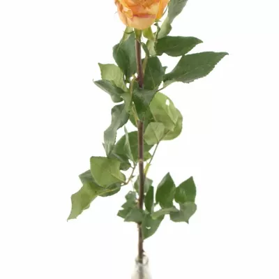 Oranžová růže OLYMPUS 70cm