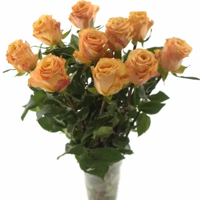 Oranžová růže OLYMPUS 70cm