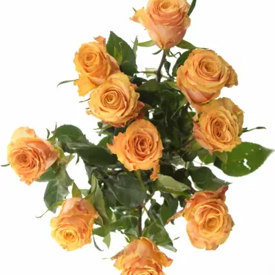 Oranžová růže OLYMPUS 70cm