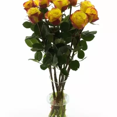 Žlutočervená růže ON AIR 90cm