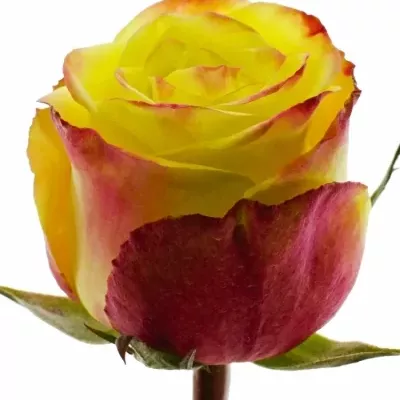 Žlutočervená růže ON AIR 90cm