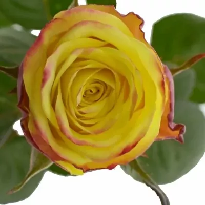 Žlutočervená růže ON AIR 90cm