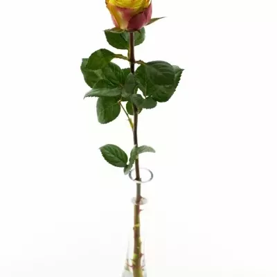 Žlutočervená růže ON AIR 90cm