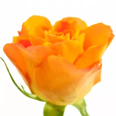 Oranžová růže FANTASIA 40cm (M)