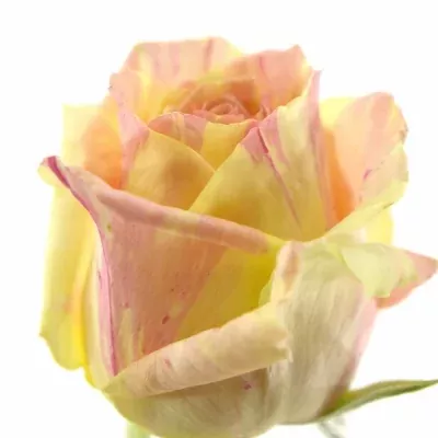 Žíhaná růže FIESTA 60cm