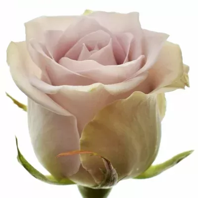 Fialová růže FIFTH AVENUE! 70cm (M)